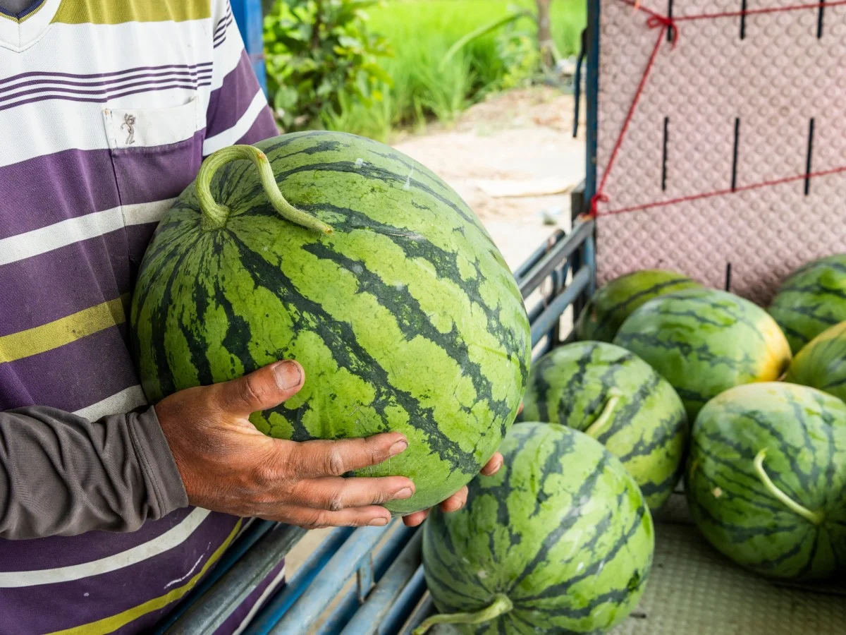 西瓜怎麼挑才甜？整顆看條紋、切面看果肉7大重點！西瓜保存法「最好吃溫度」公開1