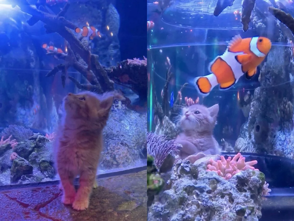 孤兒小貓貓水族館校外教學！隔著玻璃抬頭看鯊鯊，專注萌樣全網融化，逛累還直接原地睡翻？