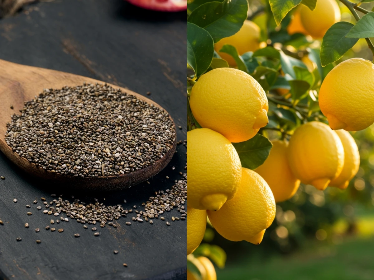 LEMON LEMON