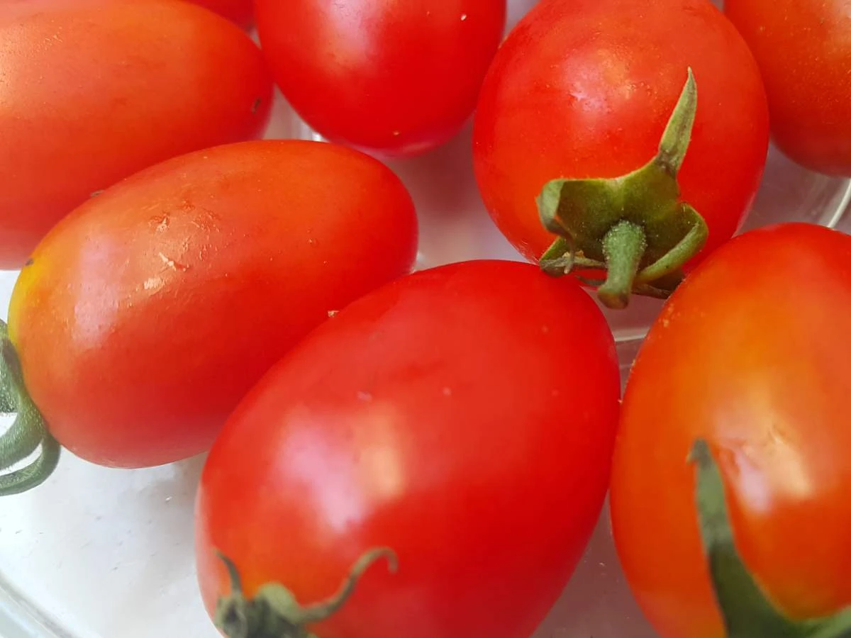 tomato4