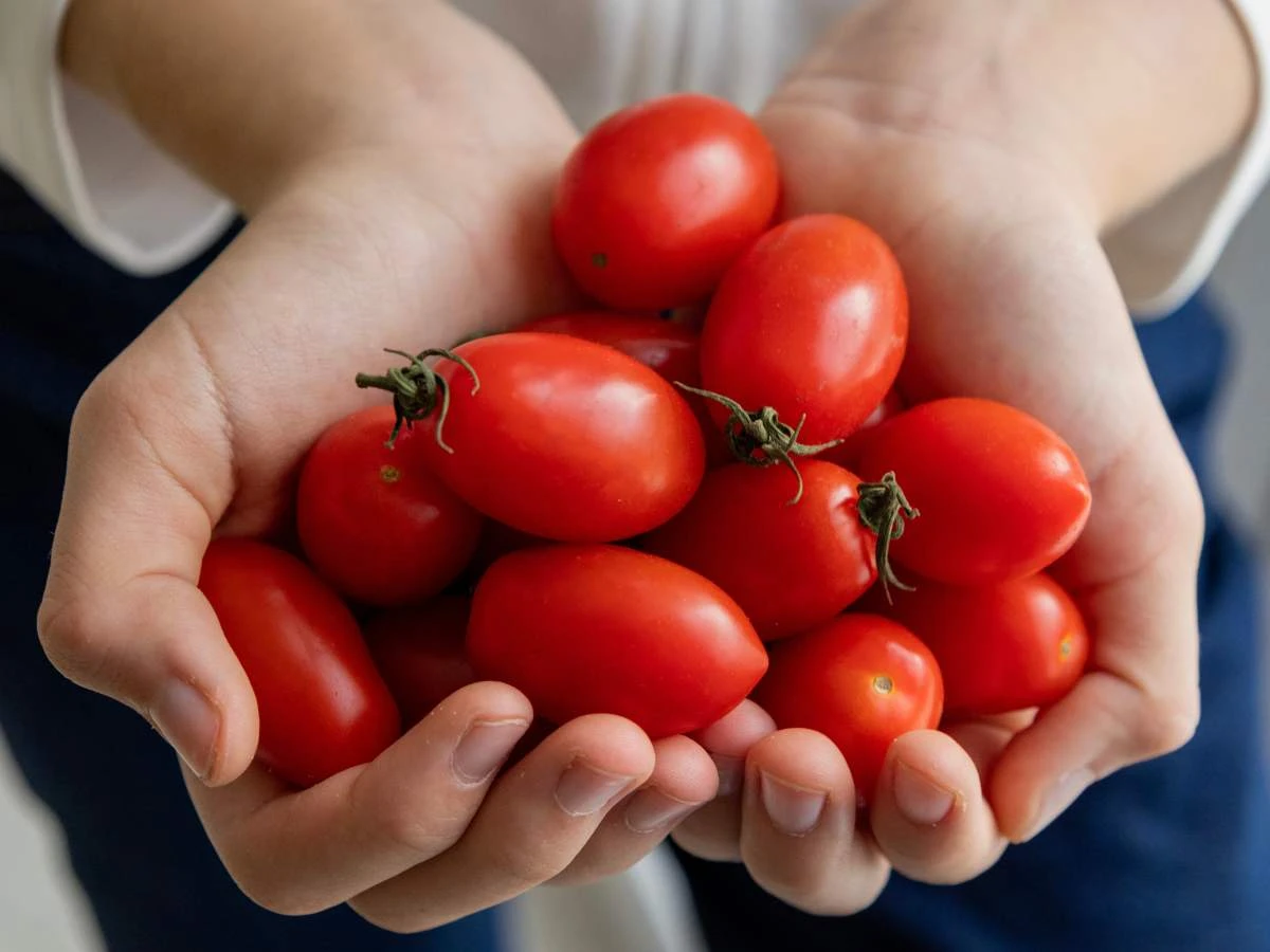 tomato5