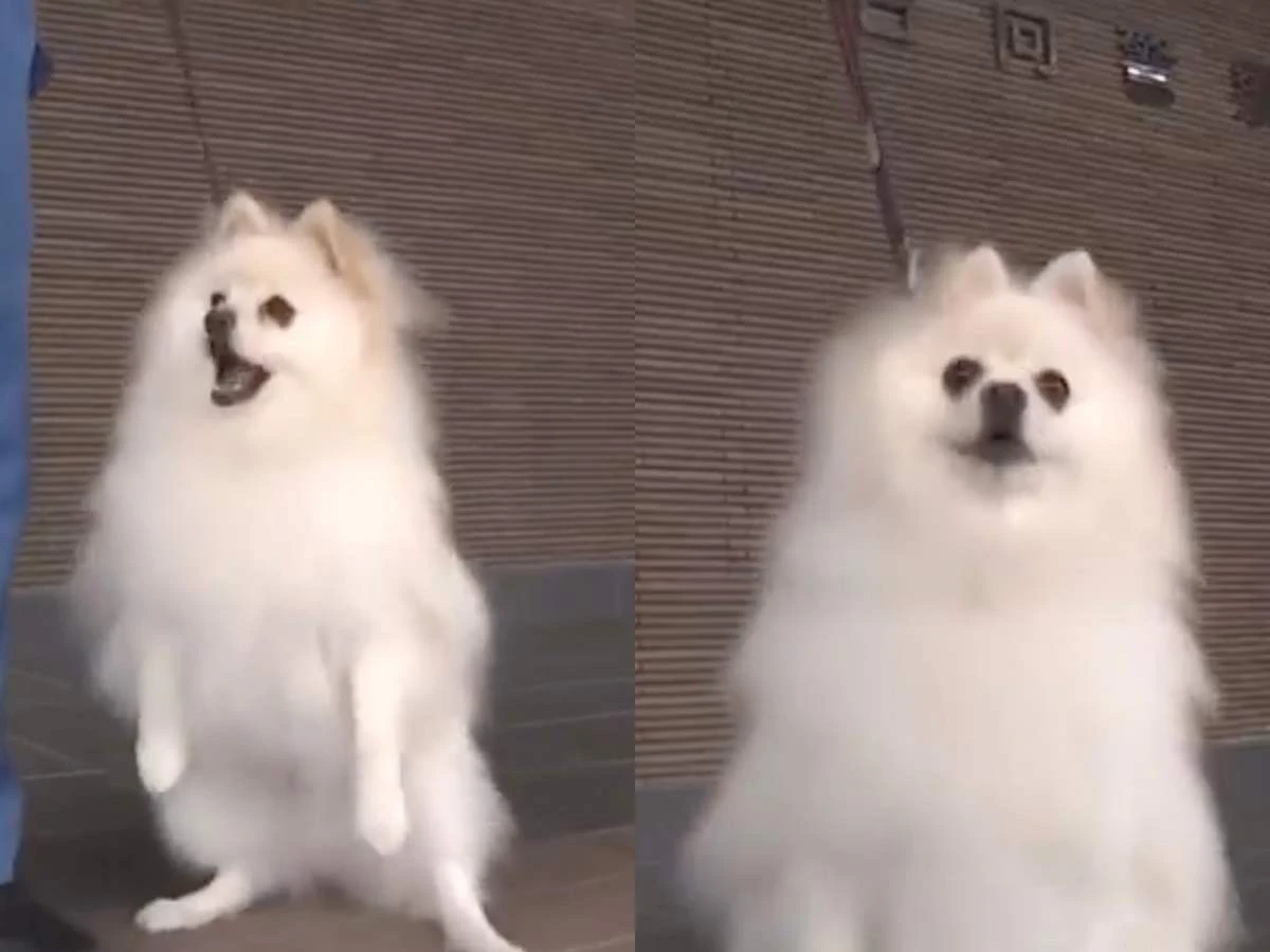 日本小博美HAKU擔任警犬2