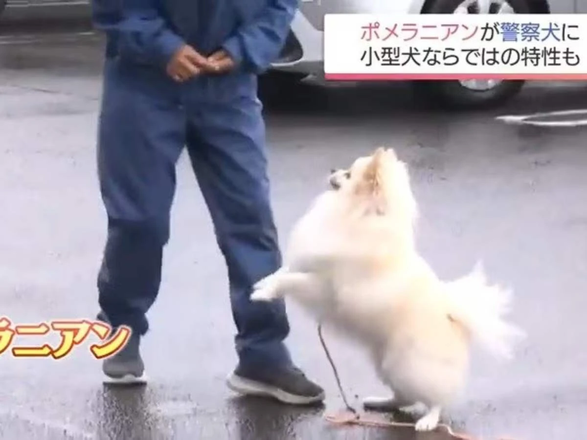 日本小博美HAKU擔任警犬3