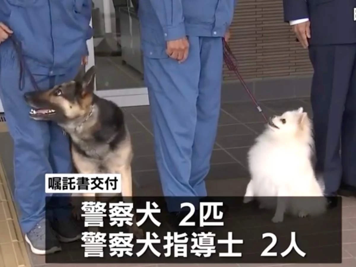 日本小博美HAKU擔任警犬