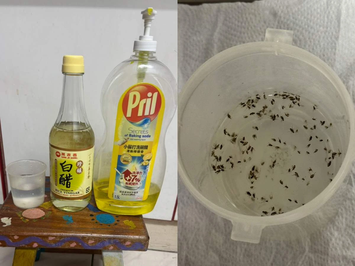 果蠅怎麼消滅？3種果蠅誘捕器比較，自製「白醋加洗碗精」零成本還超有效？