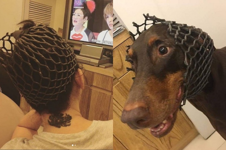 曾被愛犬狠咬破相縫針！愛狗成痴的藍心湄這樣處理被讚爆