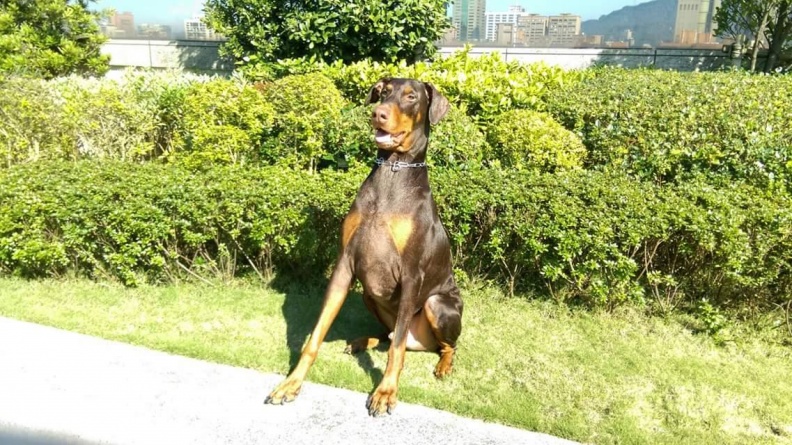 曾被愛犬狠咬破相縫針！愛狗成痴的藍心湄這樣處理被讚爆