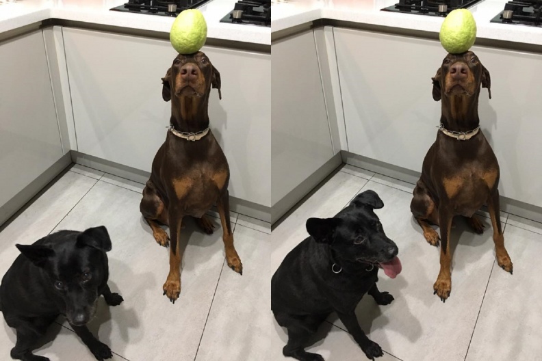 曾被愛犬狠咬破相縫針！愛狗成痴的藍心湄這樣處理被讚爆