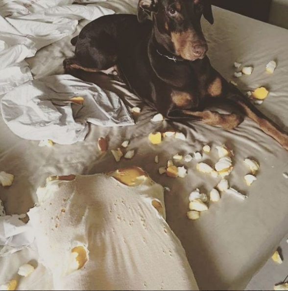 曾被愛犬狠咬破相縫針！愛狗成痴的藍心湄這樣處理被讚爆