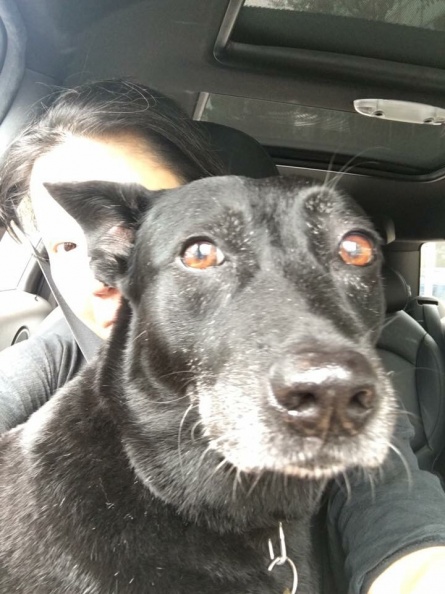 曾被愛犬狠咬破相縫針！愛狗成痴的藍心湄這樣處理被讚爆