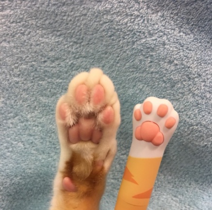 貓奴要暴動了！6款療癒系「貓掌護唇膏」媲美專櫃