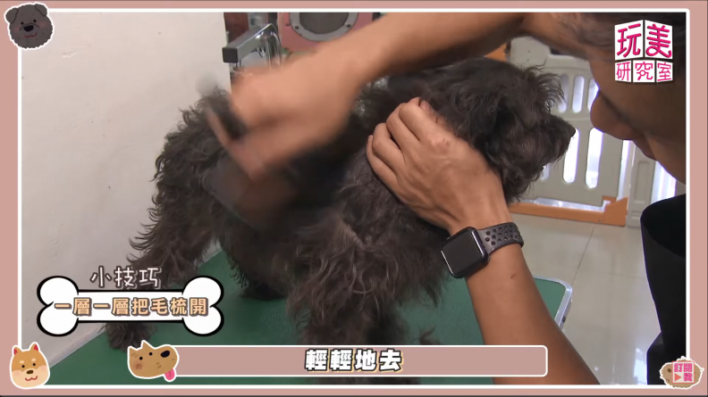 學起來，毛小孩5大洗澡祕訣！型男Daddy分享，成功改造浪浪過程大公開