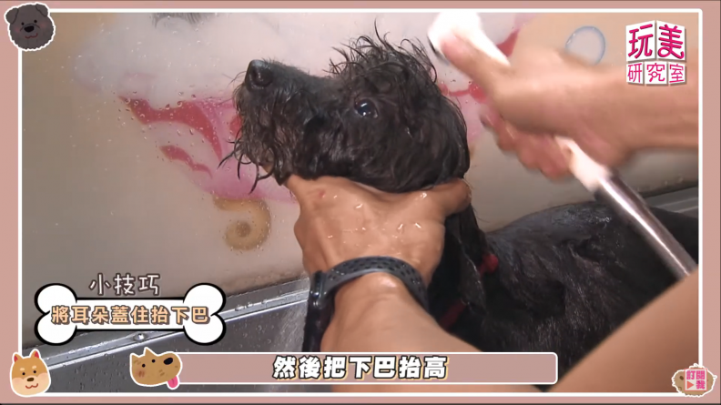 學起來，毛小孩5大洗澡祕訣！型男Daddy分享，成功改造浪浪過程大公開