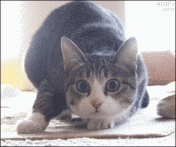 從「第一眼看到的動物」測近況！這動物＝熱戀ing