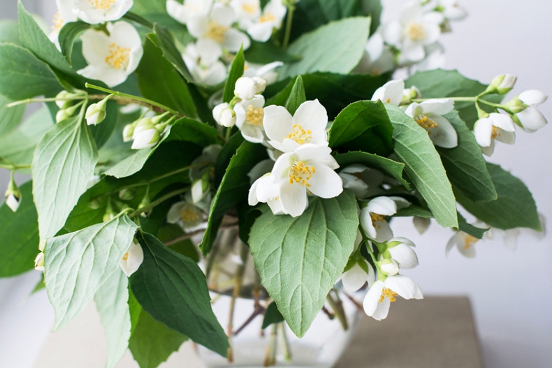 01.shutterstock 1423973285 - 01.shutterstock_1423973285.jpg 經痛別再吃高熱量巧克力,喝「子宮養命草」包準每月順順來~