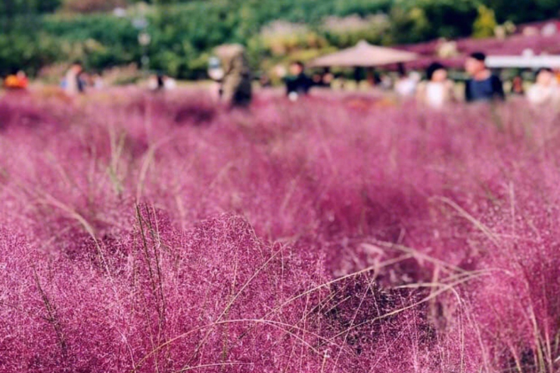 韓國秋季限定!粉紅黛子草、愛心糖餅、粉嫩鯛魚燒,光看就超幸福、療癒