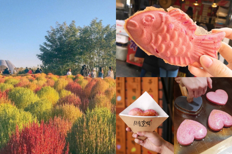 韓國秋季限定!粉紅黛子草、愛心糖餅、粉嫩鯛魚燒,光看就超幸福、療癒