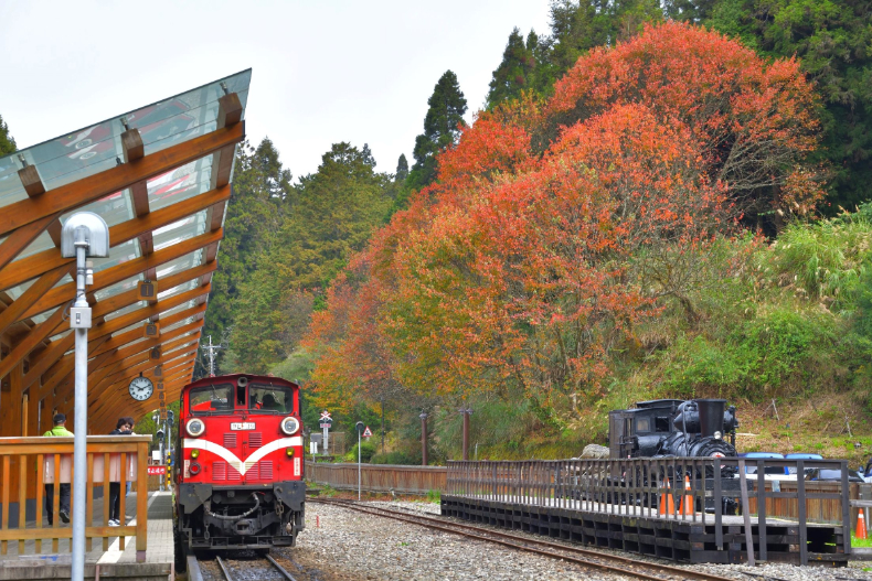 滿滿楓葉就像韓劇現場！12月搭小火車上阿里山，一探絕美賞楓秘境