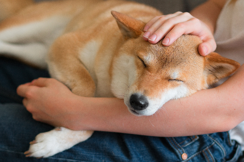 ▲從柴犬姿勢看出愛撒嬌程度