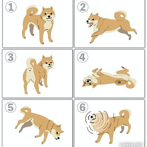 從柴犬姿勢看出你愛撒嬌程度！選擇「這姿勢」代表你完全不會跟人撒嬌，個性要強、不懂表達