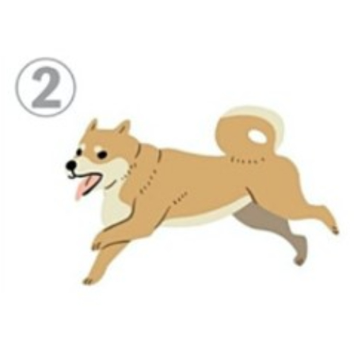 從柴犬姿勢看出你愛撒嬌程度！選擇「這姿勢」代表你完全不會跟人撒嬌，個性要強、不懂表達