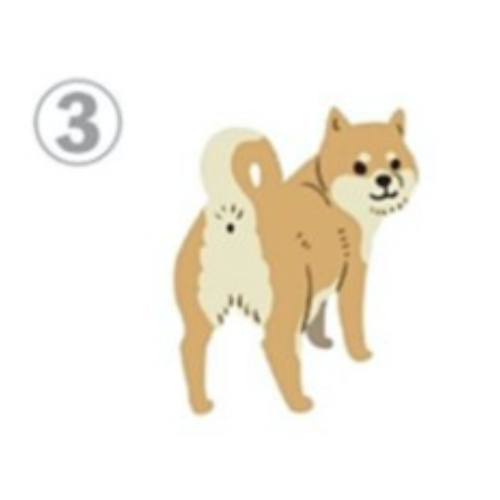 從柴犬姿勢看出你愛撒嬌程度！選擇「這姿勢」代表你完全不會跟人撒嬌，個性要強、不懂表達