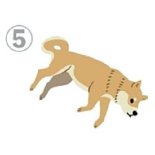 從柴犬姿勢看出你愛撒嬌程度！選擇「這姿勢」代表你完全不會跟人撒嬌，個性要強、不懂表達