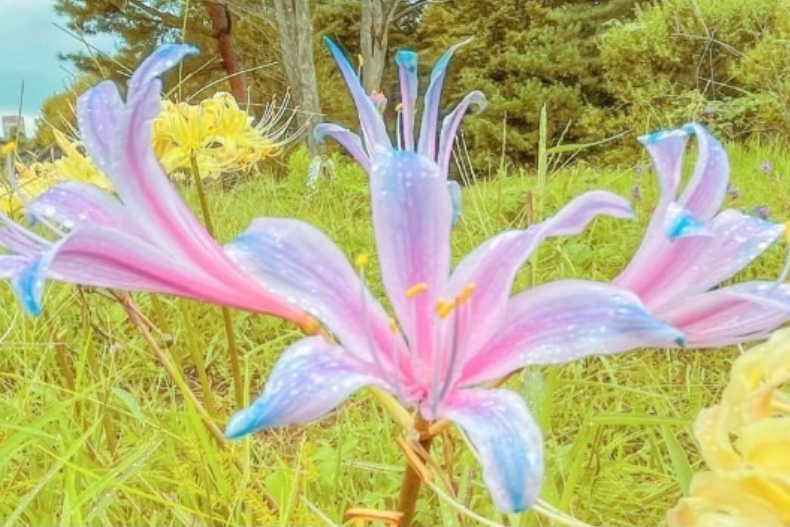 最夢幻漸層彼岸花,彷彿誤闖仙境!日本專屬極光配色花款,網直呼:像戀愛的顏色~