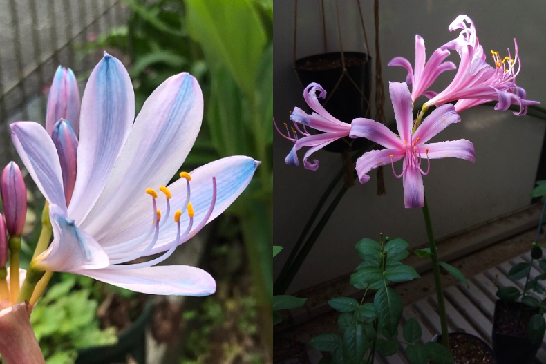 家附近確定 - 家附近確定.jpg ▲網友分享自家附近看到的漸層彼岸花