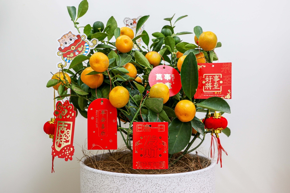 shutterstock 2104393202 - shutterstock_2104393202.jpg ▲擺放金桔