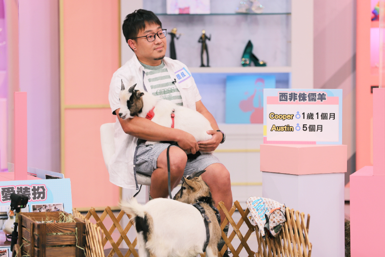 ▲抱「羊」在懷不知道是什麼感受