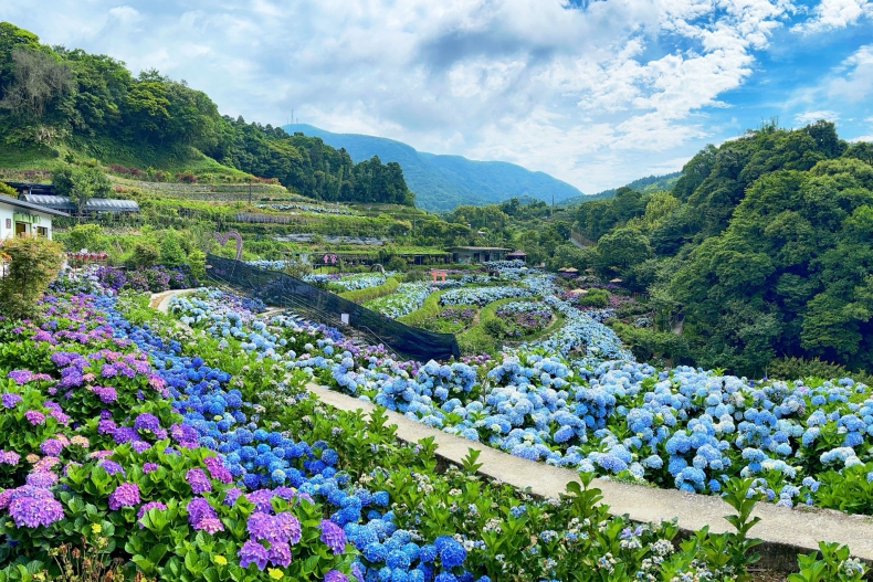 ▲陽明山竹子湖繡球花季景點推薦：大梯田花卉生態農園