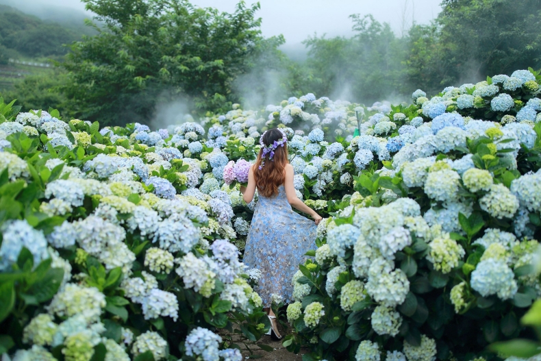 ▲陽明山竹子湖繡球花季景點推薦：花與樹繡球花園