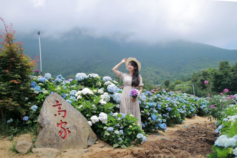 ▲陽明山竹子湖繡球花季景點推薦：高家繡球花田（第二園區）