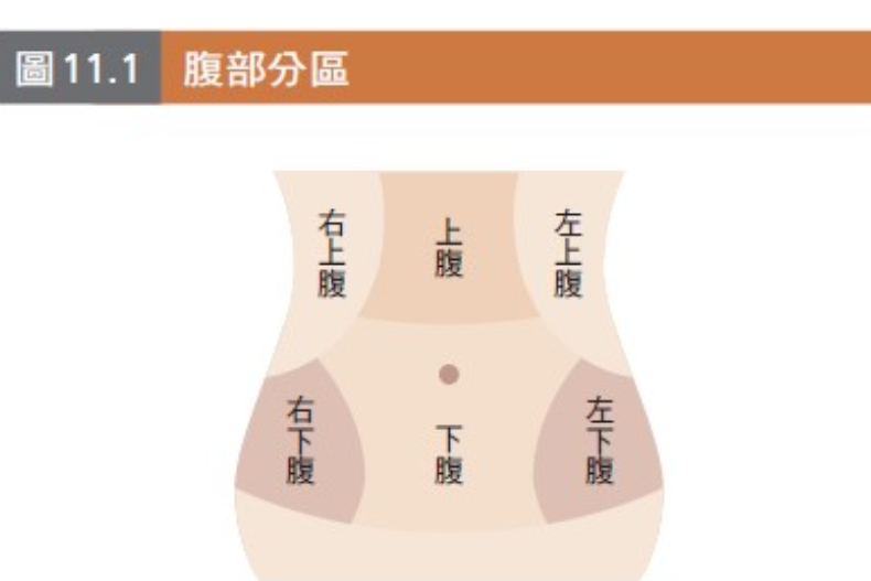 ▲西醫以肚臍為中心,分成六大塊