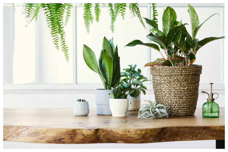 ▲看綠色植物