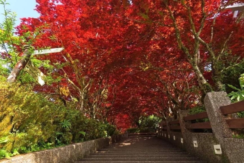 預算不夠國內先玩！全台4條賞楓路線：宜蘭翠峰湖、南投杉林溪嫣紅楓葉超療癒
