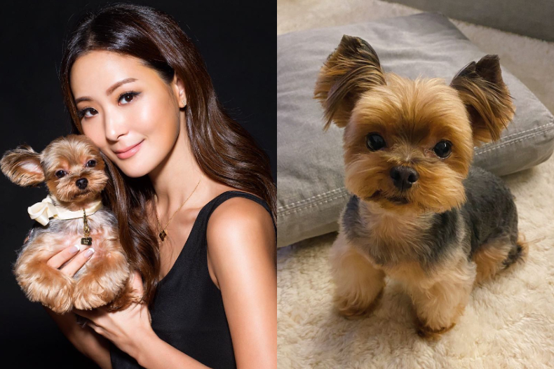 孫芸芸提「愛馬仕鱷魚皮柏金包、10萬LV包」裝愛犬！IG曬照洩「超奢華小狗日常」，網喊：命真好